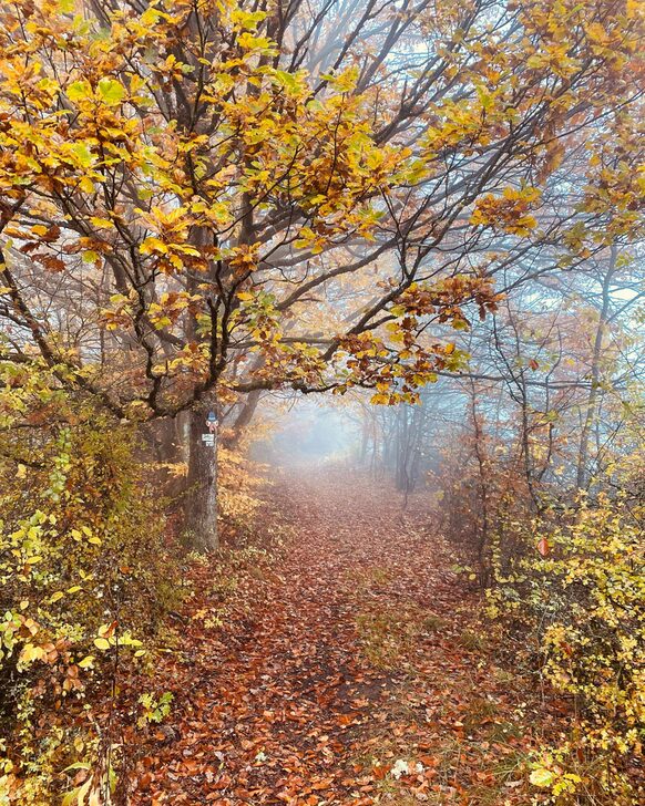 Waldweg mit herbstlich verfärbtem Laub (Bild zur Pressemitteilung 341/2023)