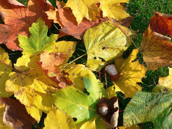 Herbstlich verfärbtes Laub mit Kastanien (Bild zur Pressemitteilung 341/2023)