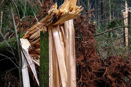 Umgestürzter Baum (Symbolfoto)