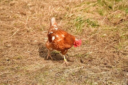 Huhn auf Wiese