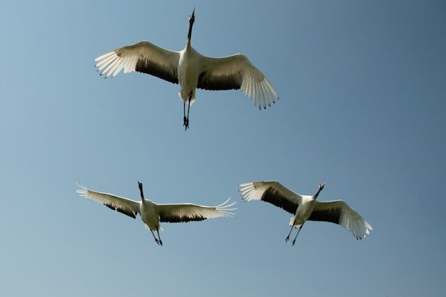 Symbolbild Geflügelpest (Kraniche im Flug)