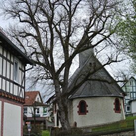 Bergulme neben Hufeisenkirche Altenvers