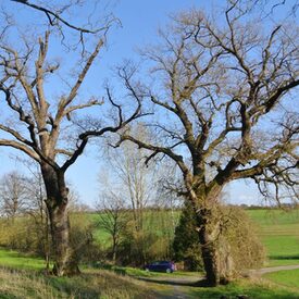 Stieleichen Geiersberg Bellnhausen