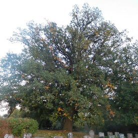 Stieleiche Friedhof Erksdorf