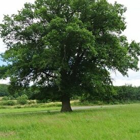 Stieleiche Mühle Holzhausen