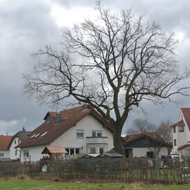 Stieleiche Schalkert Neustadt