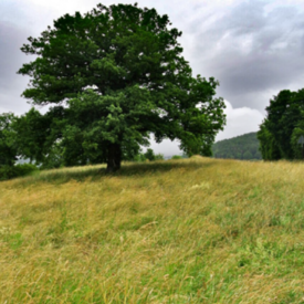 Stieleiche Scheid Quotshausen