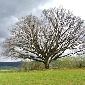 Stieleiche Wolfburg Wetter