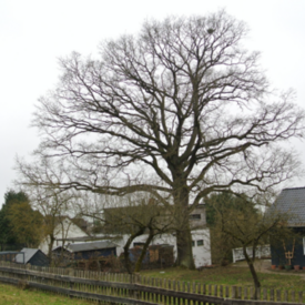 Stieleiche Wald Wittelsberg