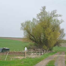 Drei Weiden Weide 1 Wittelsberg