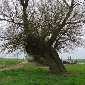 Drei Weiden Weide 2 Wittelsberg