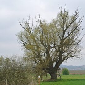 Drei Weiden Weide 3 Wittelsberg