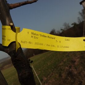 Frisch gepflanzer Apfelbaum der Sorte "Gelber Richard"