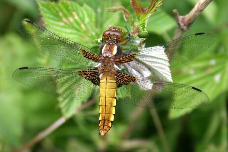 Plattbauch-Libelle (Weibchen)