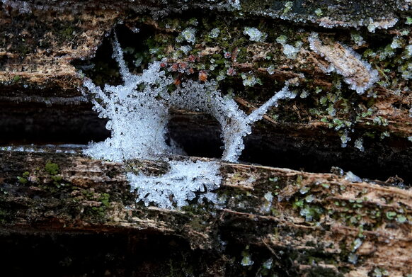 Neulich im Eselsgrund - gefrorenes Netz einer Trichterspinne (1600 x 1200, Foto), Andrea Freisberg