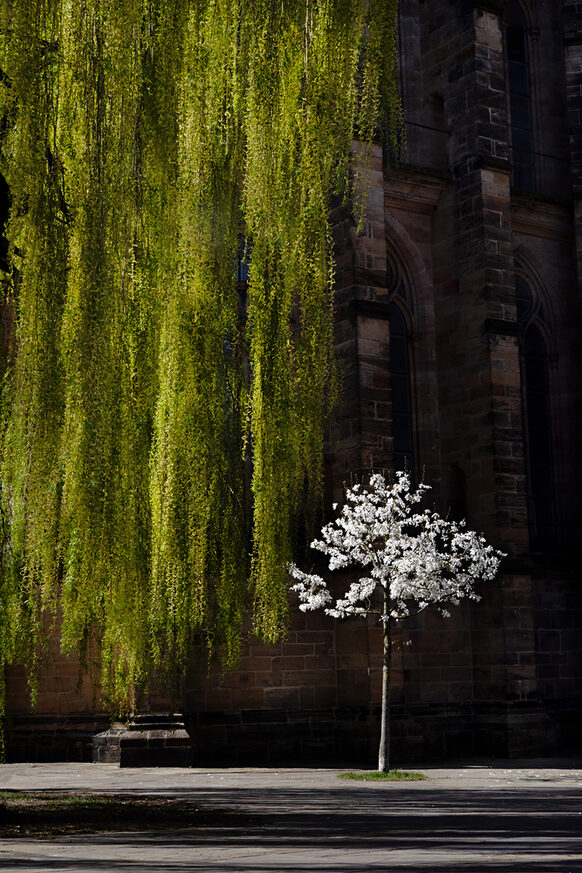 Frühlingsleuchten, Elisabethkirche, Marburg, Heike Heuser