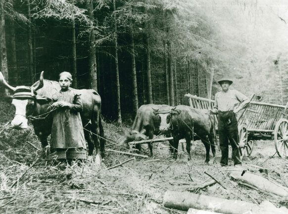 Im Holz (um 1910)