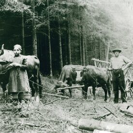 Im Holz (um 1910)