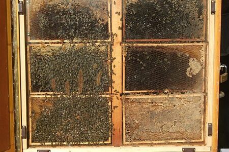 Schaukasten am Bienenstand