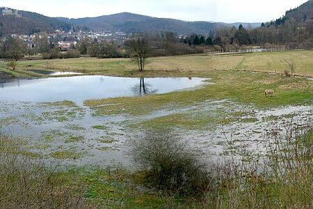 Weideprojekt in der Lahnaue