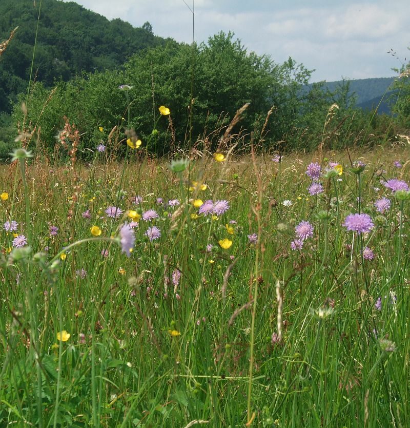 Wiese in der Lahnaue bei Biedenkopf