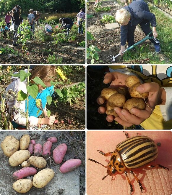 Collage Kartoffelernte im Schulgarten