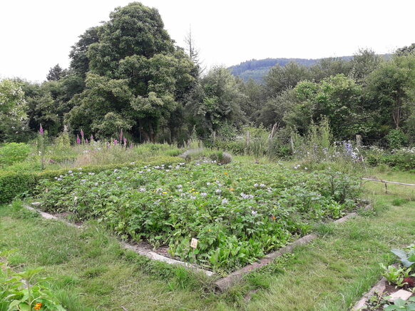 großes Kartoffelbeet im Schulgarten