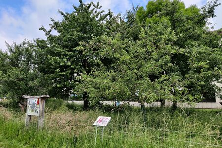 Streuobstwiese_2024