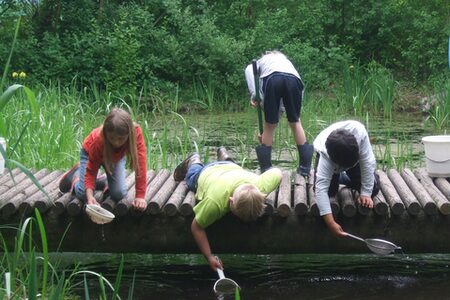 Schüler auf Wassertiersuche am Teich