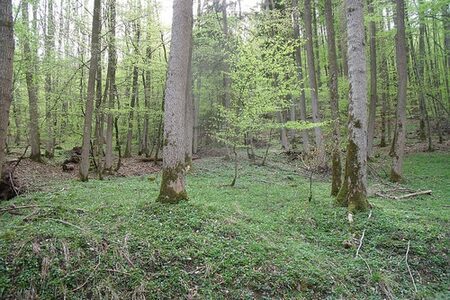 Eschenwald bei Biedenkopf