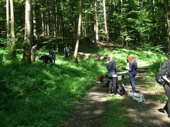 Waldökologieprojekt