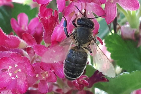 Biene auf Futtersuche