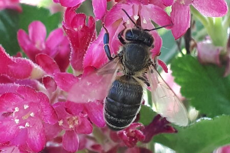 Biene auf Futtersuche