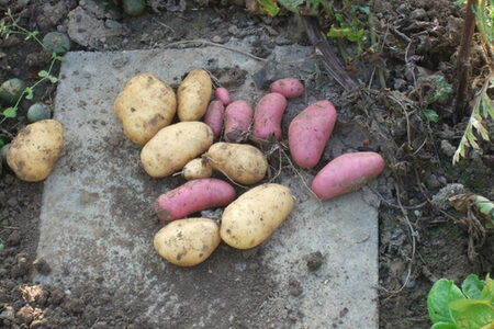 Kartoffelvielfalt