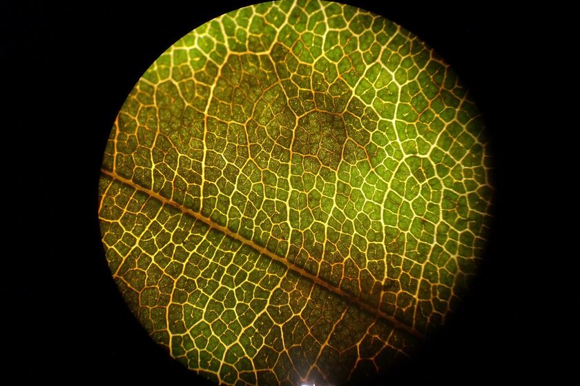 Blatt unter dem Mikroskop