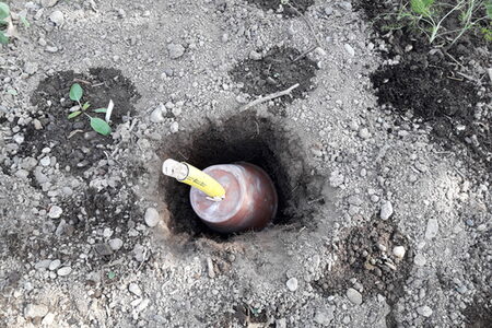 Erdhummelnest im Beet
