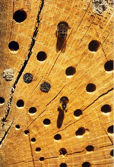 Teilansicht einer Baumscheibe mit Insekten