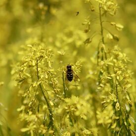 Färberwaid (Isatis tinctoria)