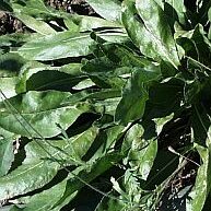 Färberwaid (Isatis tinctoria)