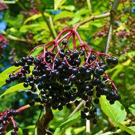 Schwarzer Holunder (Sambucus nigra)