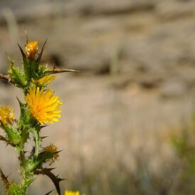 Färberdistel (Carthamus tinctorius)