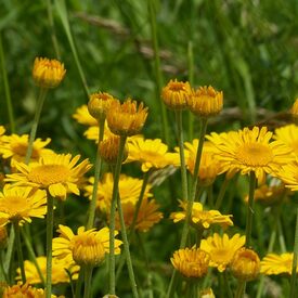 Färberkamille (Anthemis tinctoria)