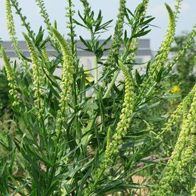 Färberreseda (Reseda luteola)