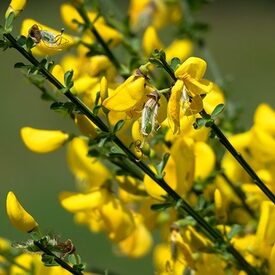 Färberginster (Genista tinctoria)