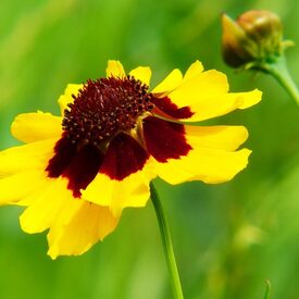 Mädchenauge (Coreopsis tinctoria)