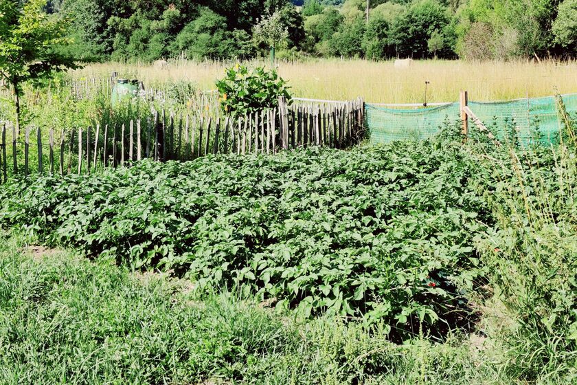 Kartoffelbeet Schulgarten 2025