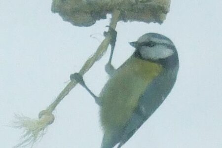 Blaumeise an Futterstelle