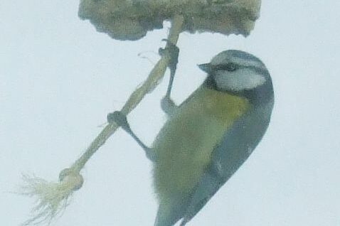 Blaumeise an Futterstelle