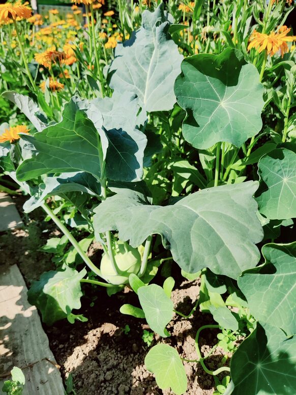 Kohlrabi