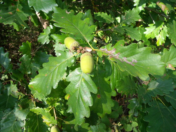 Eicheln